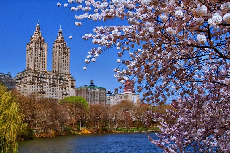 Весна в Центральном парке в Нью-Йорке, США.