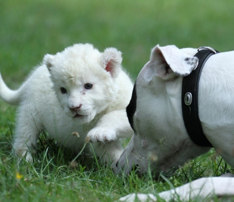 Собака усыновила белого льва
