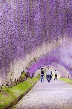 Цветочные аллеи Японии