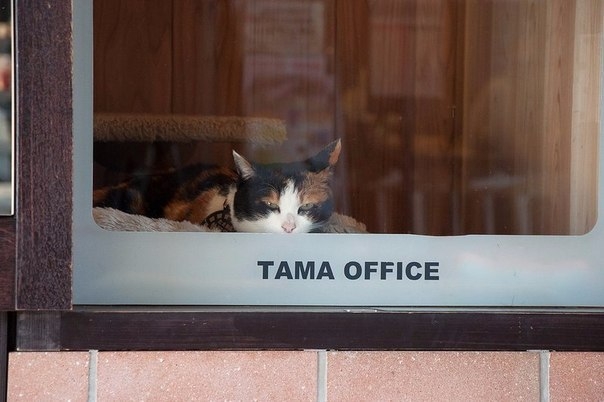 Знакомьтесь, кошка Тама — смотрительница железнодорожной станции. Знакомьтесь, кошка Тама — смотрительница железнодорожной станции.