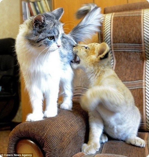 Знакомьтесь, лилигренок Киара и кошка Дарка