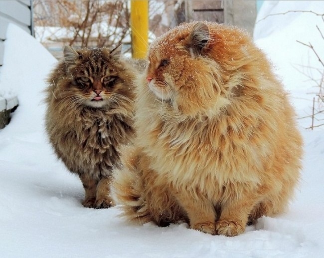 Суровые сибирские котики