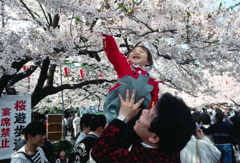 О-ханами — фестиваль цветения и любования сакурой в Японии