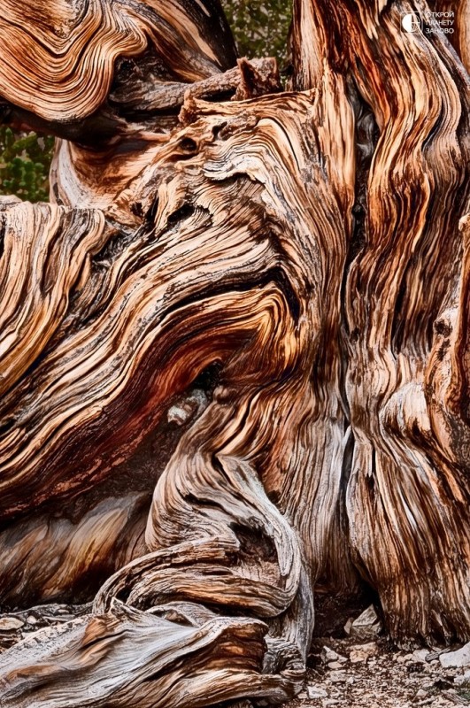 Мафусаил — одно из древнейших деревьев на Земле
