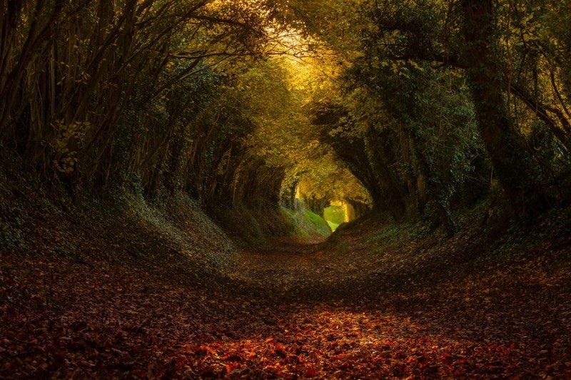 Красивейшие тоннели из деревьев со всего мира