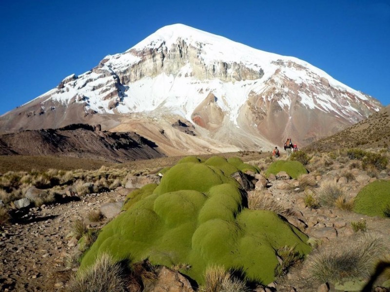 Ярета - вечнозеленое растение Южной Америки