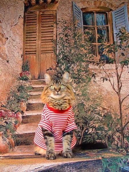 Модный кот Лоренцо, сфотографированный на улицах Испании