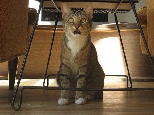 Крайне удивлённые коты