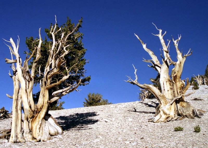 Самые старые деревья на земле - бристлеконские сосны