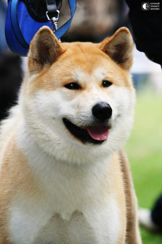 Японская собака акита или Акита-ину