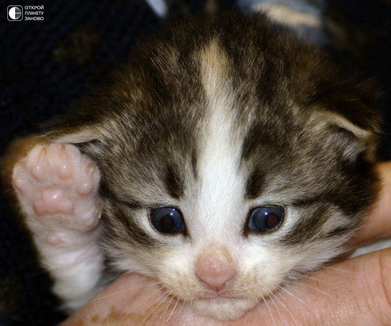 Норвежская лесная кошка Норвежская лесная кошка