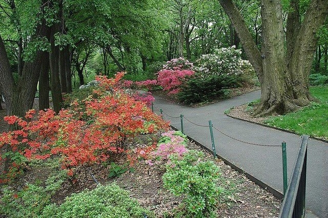 Бруклинский ботанический сад в Нью-Йорке, США