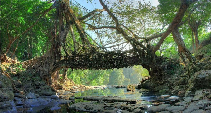 Мост из деревьев племени Хаси
