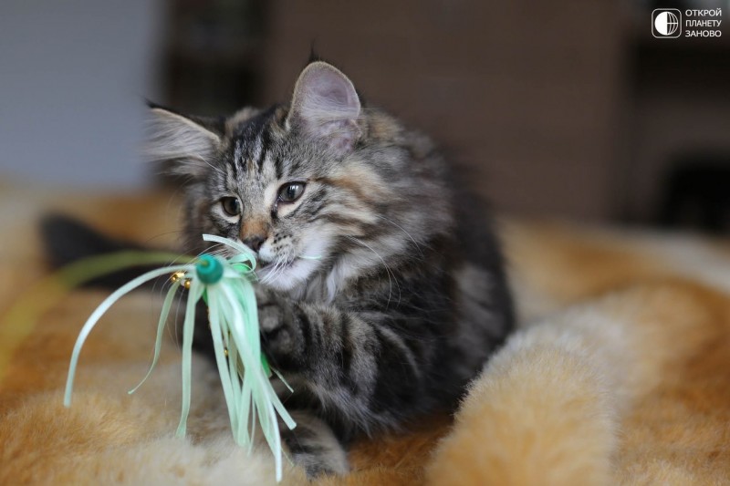Норвежская лесная кошка Норвежская лесная кошка