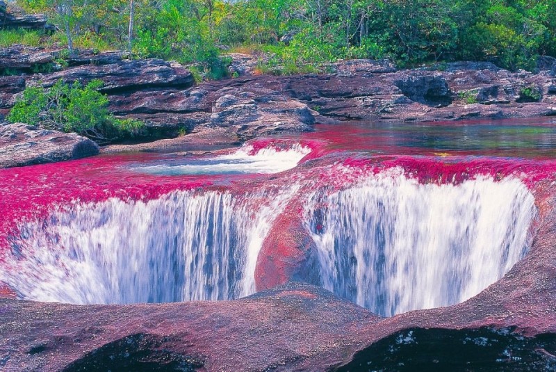 Каньо-Кристалес - фантастическая  река в Колумбии