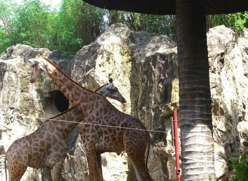 Зоопарк Дусит, Таиланд