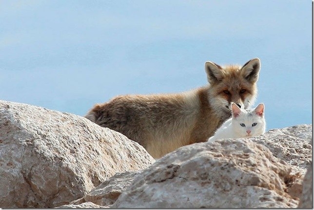 Необычная дружба кота и лиса