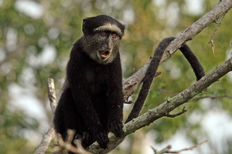 Национальный парк Киссама - самый старый и самый известный заповедник Анголы.