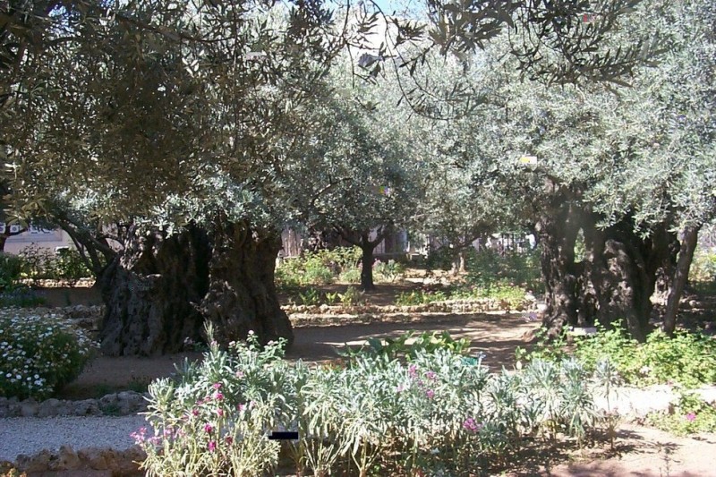 Гефсиманский сад: место, где молился Иисус (Израиль)