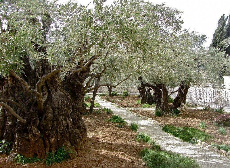 Гефсиманский сад: место, где молился Иисус (Израиль)
