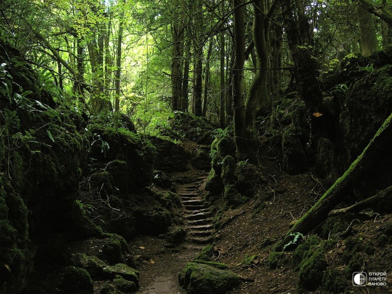 Puzzlewood - загадочный лес Puzzlewood - загадочный лес