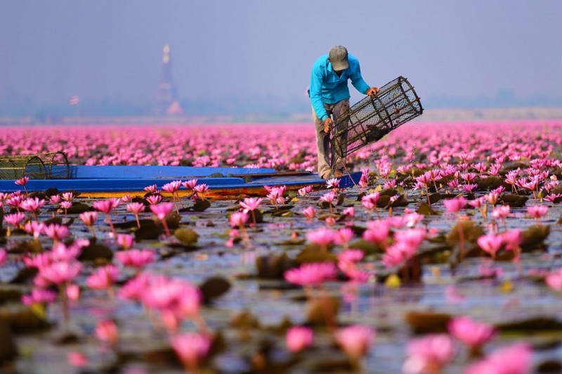 Озеро розовых лотосов.