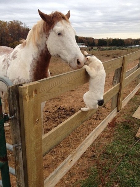 Дружба лошади и кота