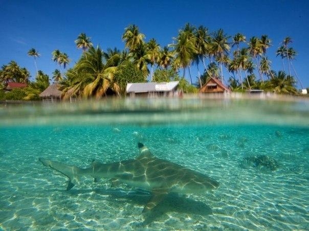 Фотографии на грани: надводный и подводный мир в одном снимке.