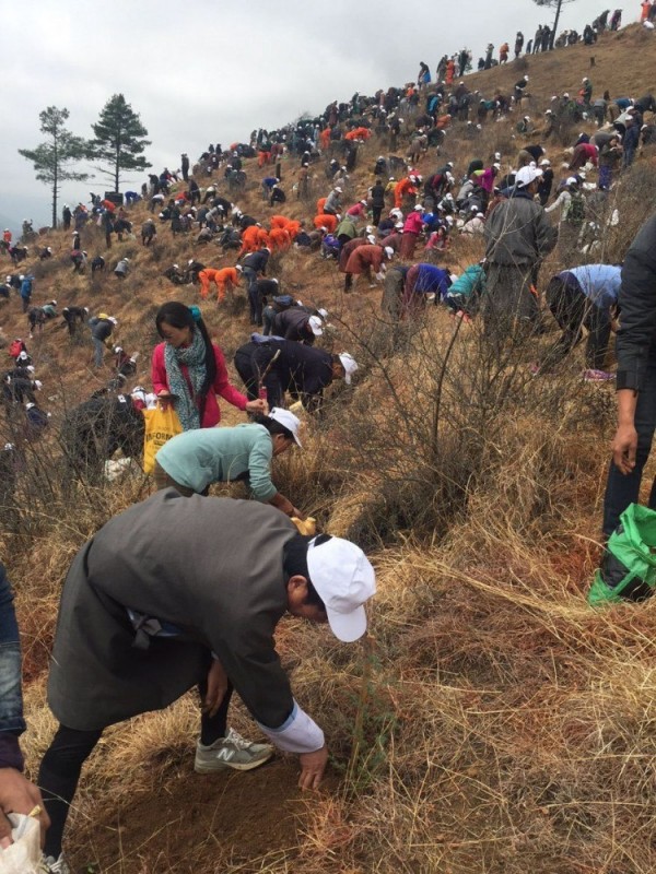 108 тысяч деревьев высадили в честь рождения принца в Гималаях
