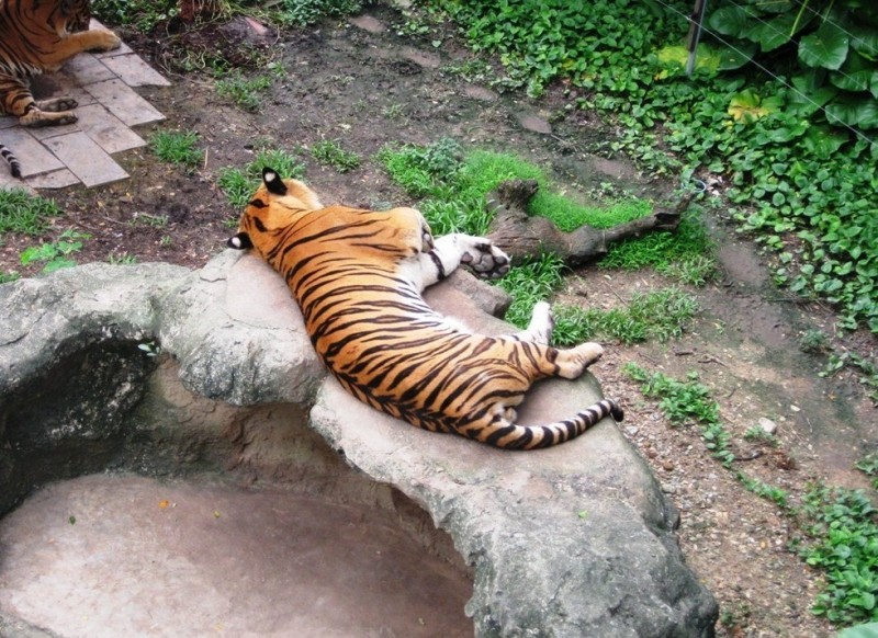 Зоопарк Дусит, Таиланд