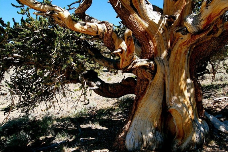 Бристлеконские сосны деревья, которых боится время (США)