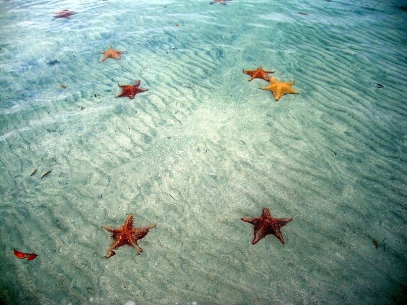 Пляж морских звезд - Бока дель Драго