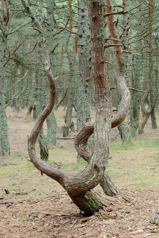Танцующий лес в Калининградской области