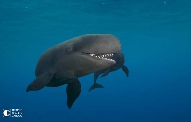 Улыбающийся кит