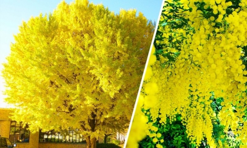 10 удивительных и красивых деревьев нашей планеты