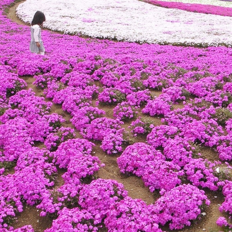 Цветочные ковры шибазакуры