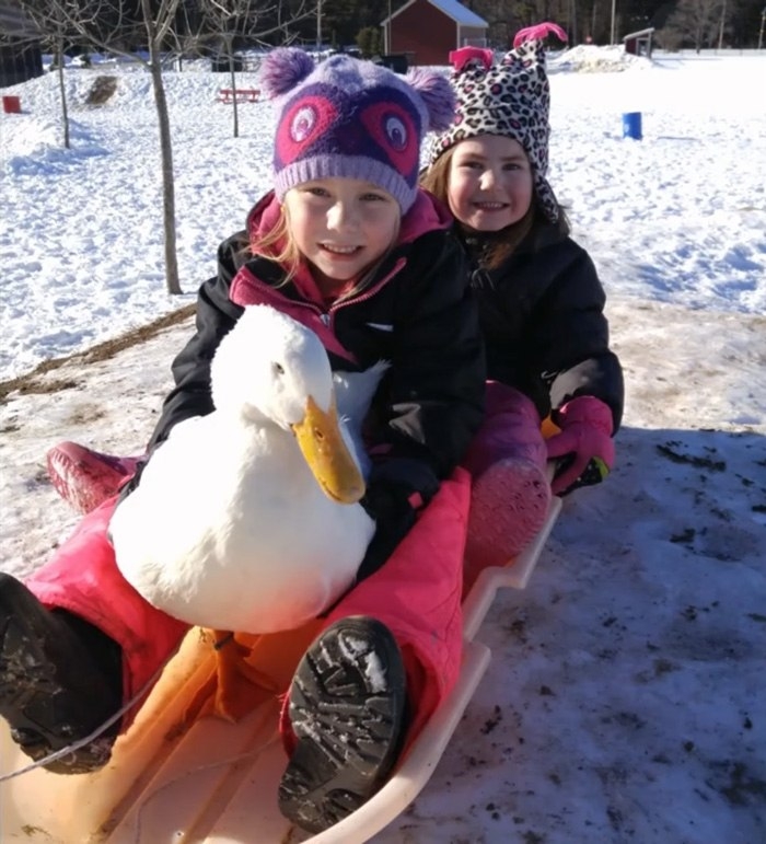 5-летняя девочка и её утка Снежинка, которая считает девочку своей мамой и ходит за ней по пятам