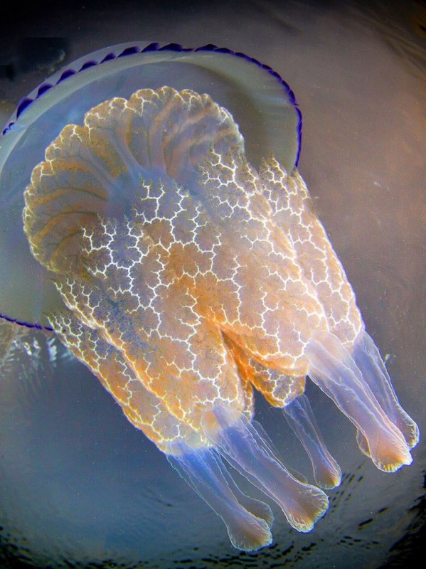 Великолепие медузы