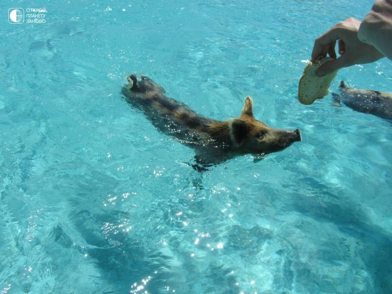 Плавающие свинки острова Биг Мэйджор Кэй
