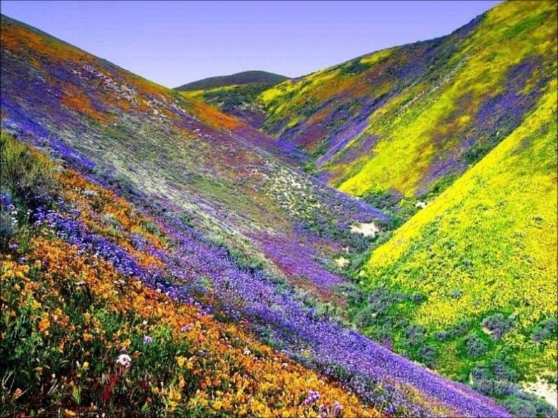 Долина Цветов в Гималаях.