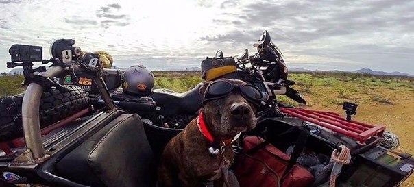 Человек, собака и десять лет за рулём мотобайка