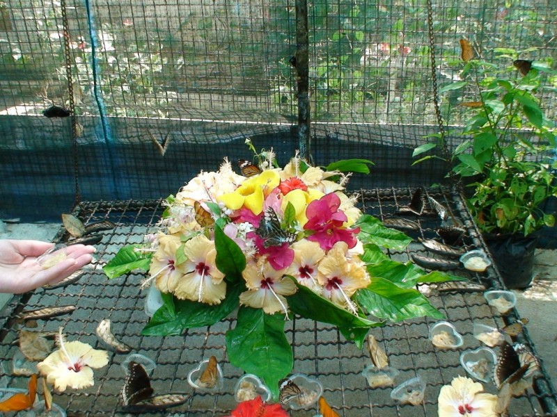 Сад бабочек на острове Самуи