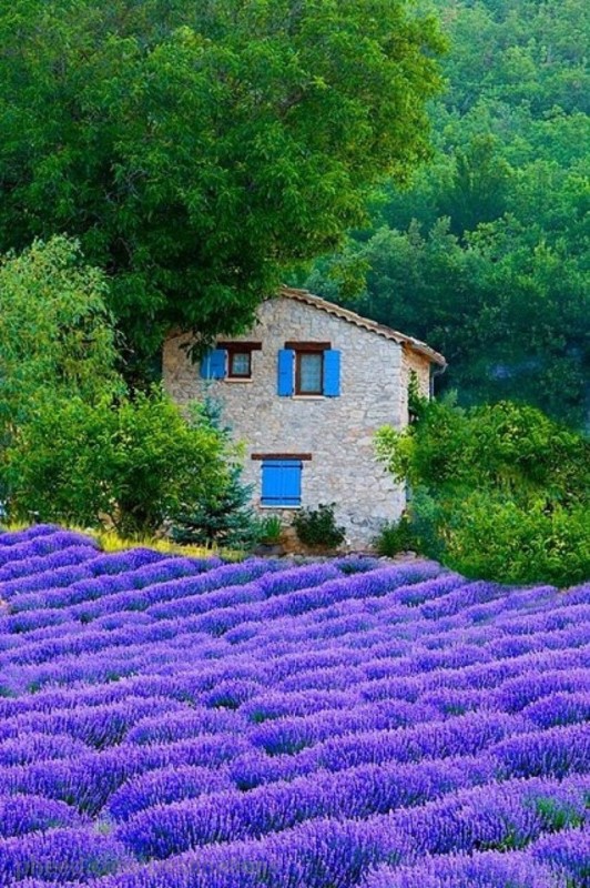 Лавандовые поля, Прованс, Франция.