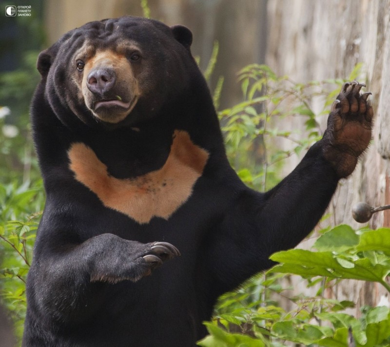 Малайский медведь или медведь-собака