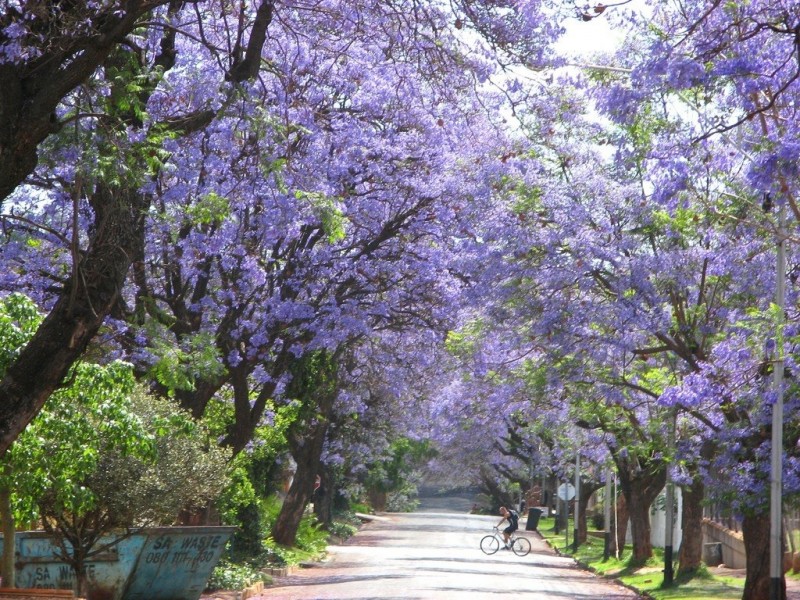 Пурпурный тоннель из жакаранды в Йоханнесбурге