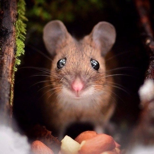 10 снимков фотографа, с которым дружат животные. 10 снимков фотографа, с которым дружат животные.