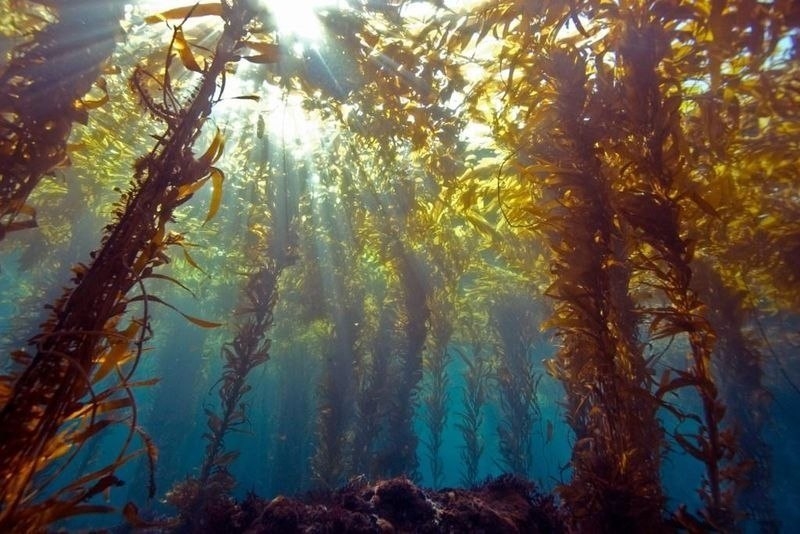 Подводные леса