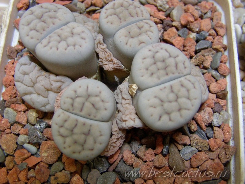 Литопсы — удивительные живые камни