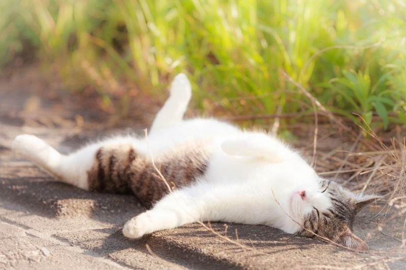 Солнечные котики Солнечные котики