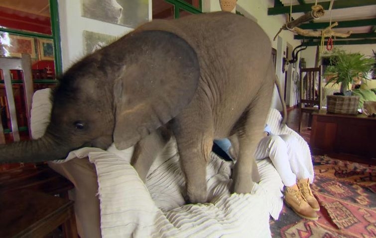 Спасенный слонёнок живет в доме своей спасительницы